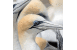 click to see full image