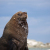click to see full image