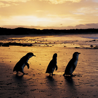 Penguins walking home after a days fishing