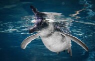Antarctic Guided Tour