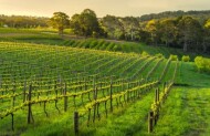 Segway Tour with Seppeltsfield Winery