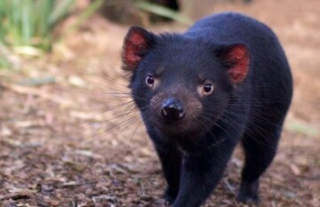 Premier Travel Tasmania - Western Wilderness & Wildlife Encounter - Day 1