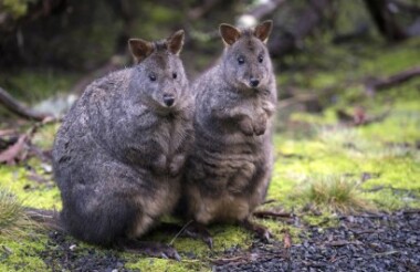 Discover everything New Zealand has to offer with these great vacation packages