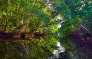Early Morning Cruise with Daintree Boatman Wildlife Cruises