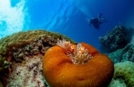 Evolution Outer Reef Cruise with Down Under Cruise & Dive - Lunch Included