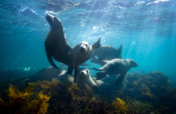 Outback Spirit - Eyre Peninsula Whale & Seafood Discovery - Day 3