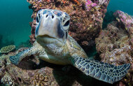 Reef Snorkel Tour with Exmouth Dive and Whalesharks - Lunch Included