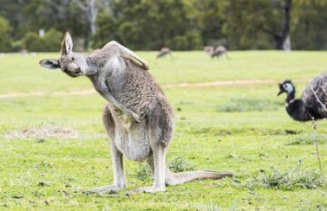 Escape to Australia: Cities, Coast, Outback & Reef - Day 2