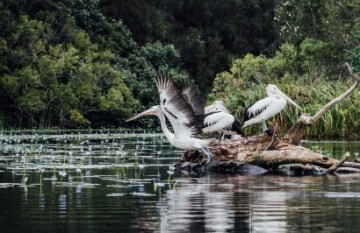 Brisbane & The Sunshine Coast Tour - Day 5