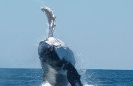 Deluxe Megafauna Swim with Exmouth Dive and Whaleshark - Lunch Included