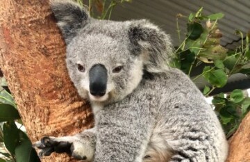 VIA Travel: Sydney to Cairns Boutique Tour - Day 3
