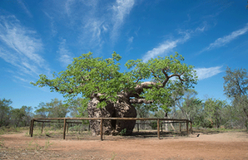 Kimberley Off-Road Adventure Tours - Darwin to Broome - Day 9