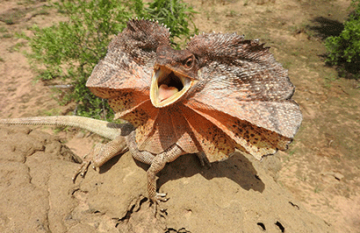 Kimberley Off-Road Adventure Tours - Broome to Darwin - Day 7