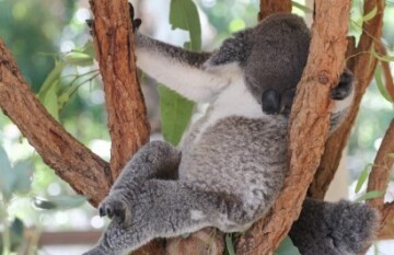 Beautiful Brisbane City Break - Day 2
