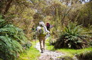 Walking tracks in and around Te Anau