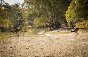 Murray River Walk - Day 4