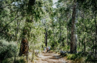 Birds of Prey Encounter & Forest Walk with Capes Raptor Centre