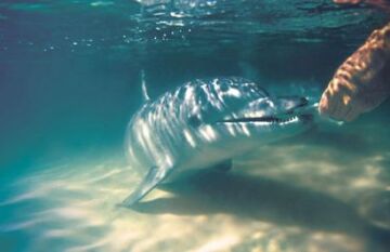 Iconic Australian Wildlife and Nature Tour - Day 21
