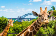 Hop On Hop Off Harbour Explorer 1 Day Pass + Taronga Zoo Entry with Captain Cook Cruise