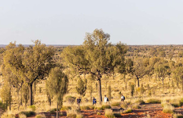 Uluṟu-Kata Tjuṯa Signature Walk - Day 4
