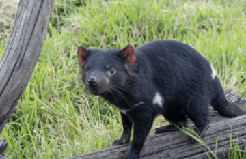 Under Down Under Tours: Tasmanian Discovery - Day 1