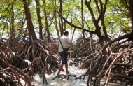 Ngana Kulkinga Dungay: We All Going Cape Tribulation with Walkabout Cultural Adventures - Lunch Included