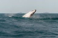 Wilsons Promontory Ultimate Day Cruise with Wanderer Adventures - Lunch Included