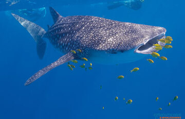 The Great Australian Rail and Reef Tour - Day 8