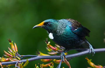 Stories of Aotearoa - Day 7
