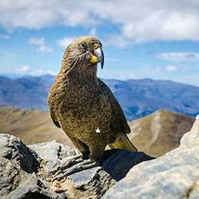 Kea