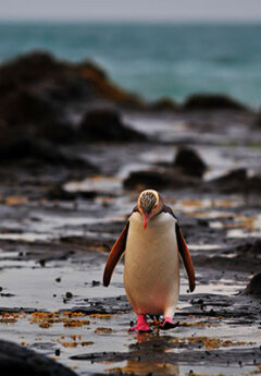A yellow-eyed penguin walking on a beach in Dunedin