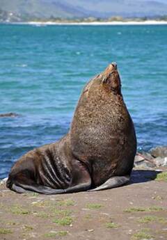 Image of a fur seal in Otago Peninsula