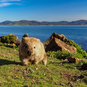 A wombat on Maria Island in Tasmania