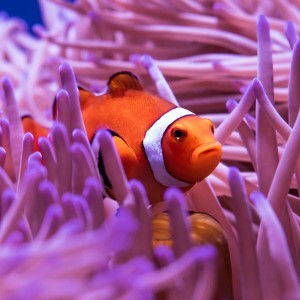 Image of an orange Clown fish in the Great Barrier Reef, Australia