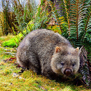 Wombat next to a fern plant