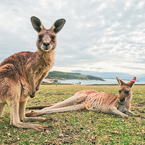 Kangaroos relaxing on the grass overlooking the beach at Coffs Harbour