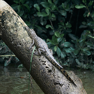 Young crododile resting on a tree branch in the Daintree River