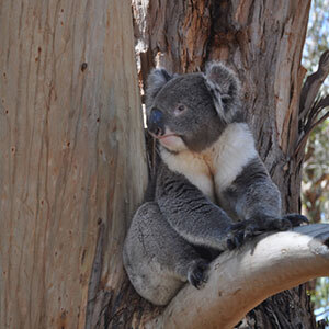 A grey and white koala rests on a gum tree branch