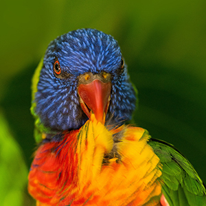 Image of colorful Rainbow Lorikeet