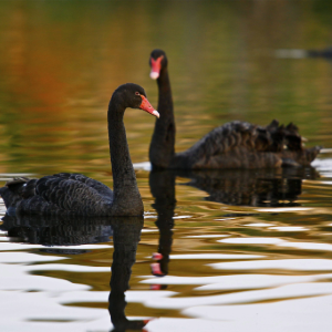 Two black swans floating in the water