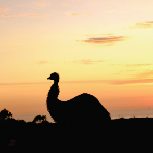 Emu at sunset