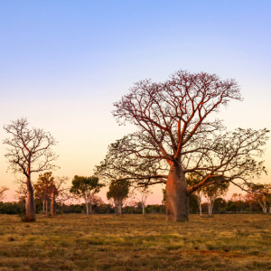multiple boab tree as the