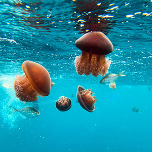 Jellyfish and fish enjoy the blue waters of Ningaloo Reef near Exmouth