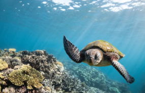 Ashmore Reef Marine Park