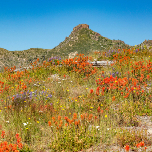 Large red dirt mound in back with wild flowers surrounding