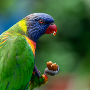 Close up of a lorikeet eating a nut