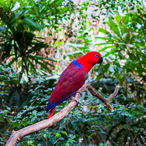 A parrot sits on a on branch in the Daintree