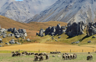 Arthur's Pass & Castle Hill day tour - Via TranzAlpine & return via a Small Group Tour with Adventure by Nature - Picnic lunch included