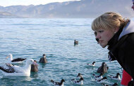 Albatross Tour with Encounter Kaikōura