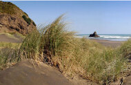 Wilderness Experience Half Day Tour with Bush and Beach
